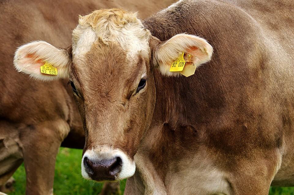 Vache