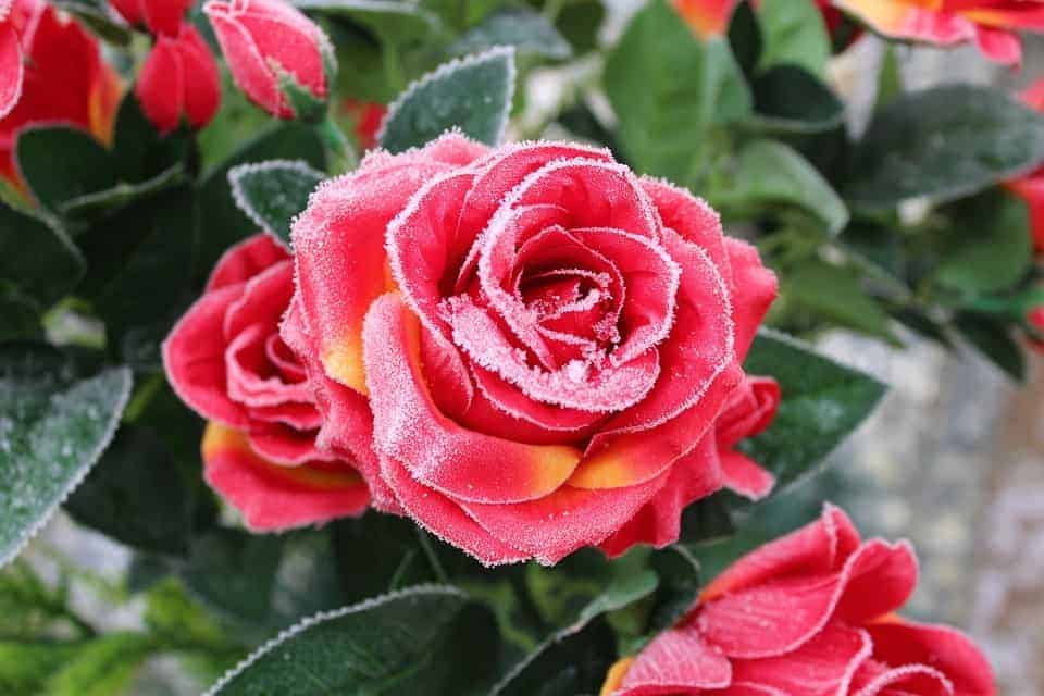 Roses