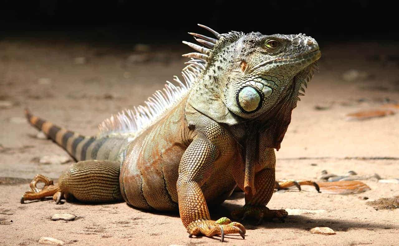 Animaux de compagnie sauvages que dit la loi
