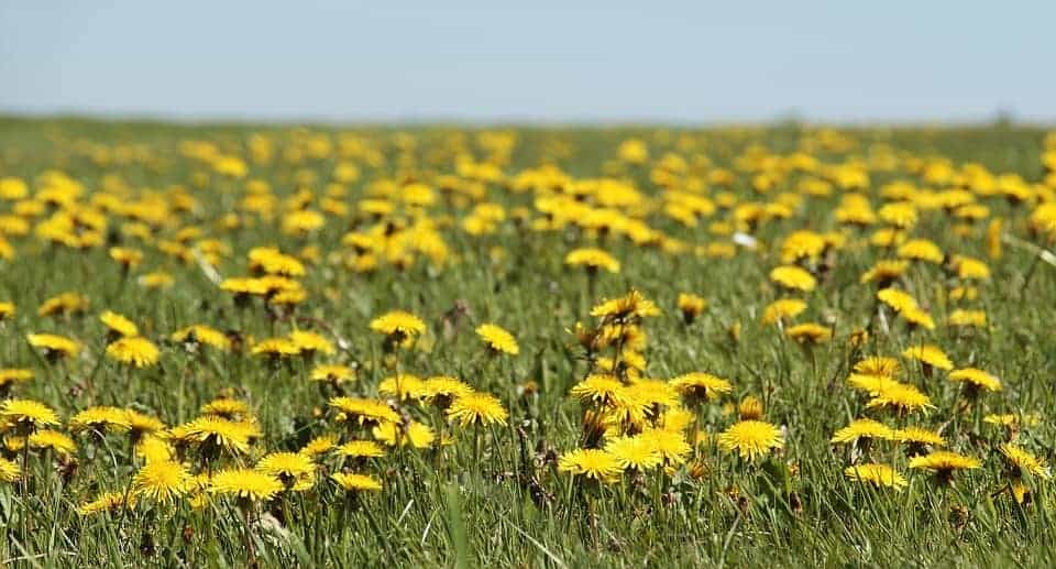 Prairie de pissenlits.
