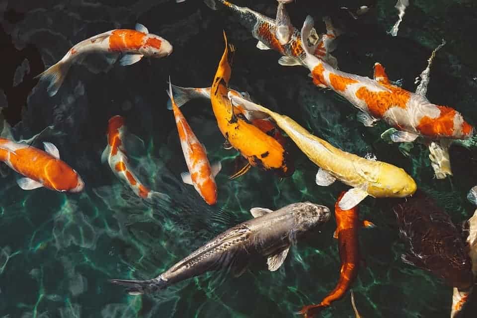 Des poissons