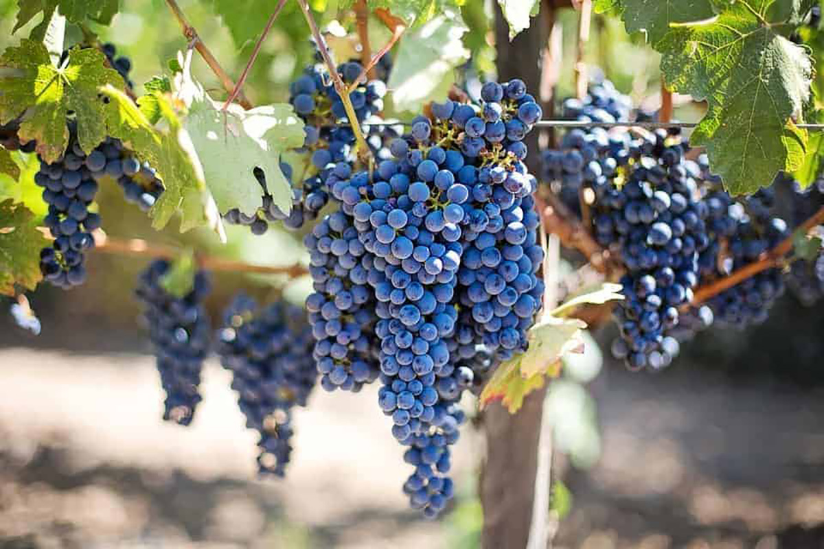 Raisin, vignoble