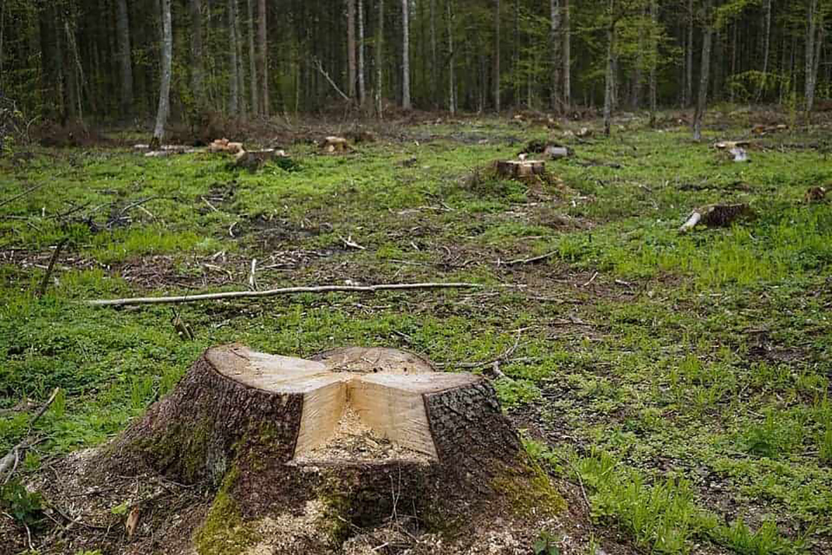 Arbre abbatu