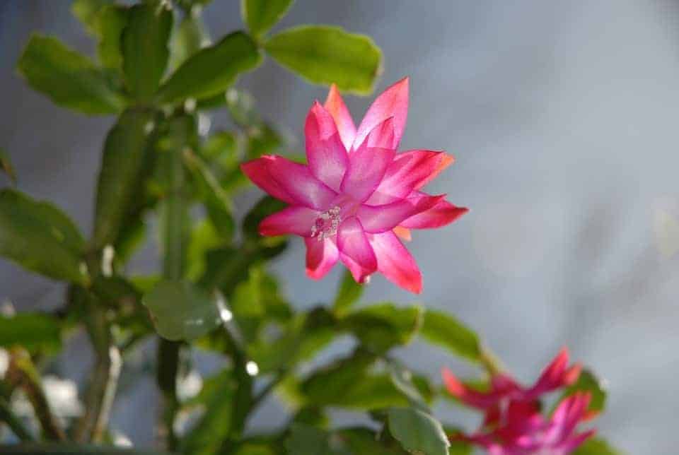 Cactus de Noël rose