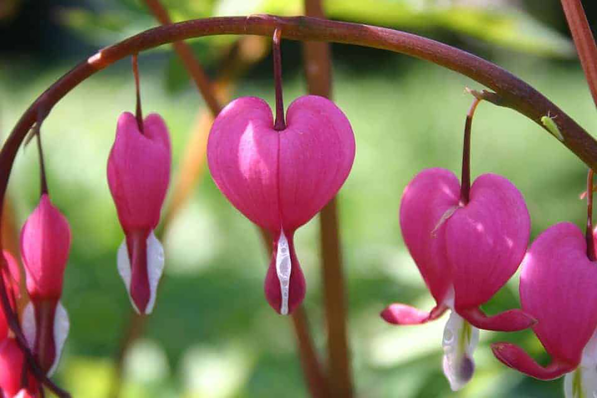Coeur de mary