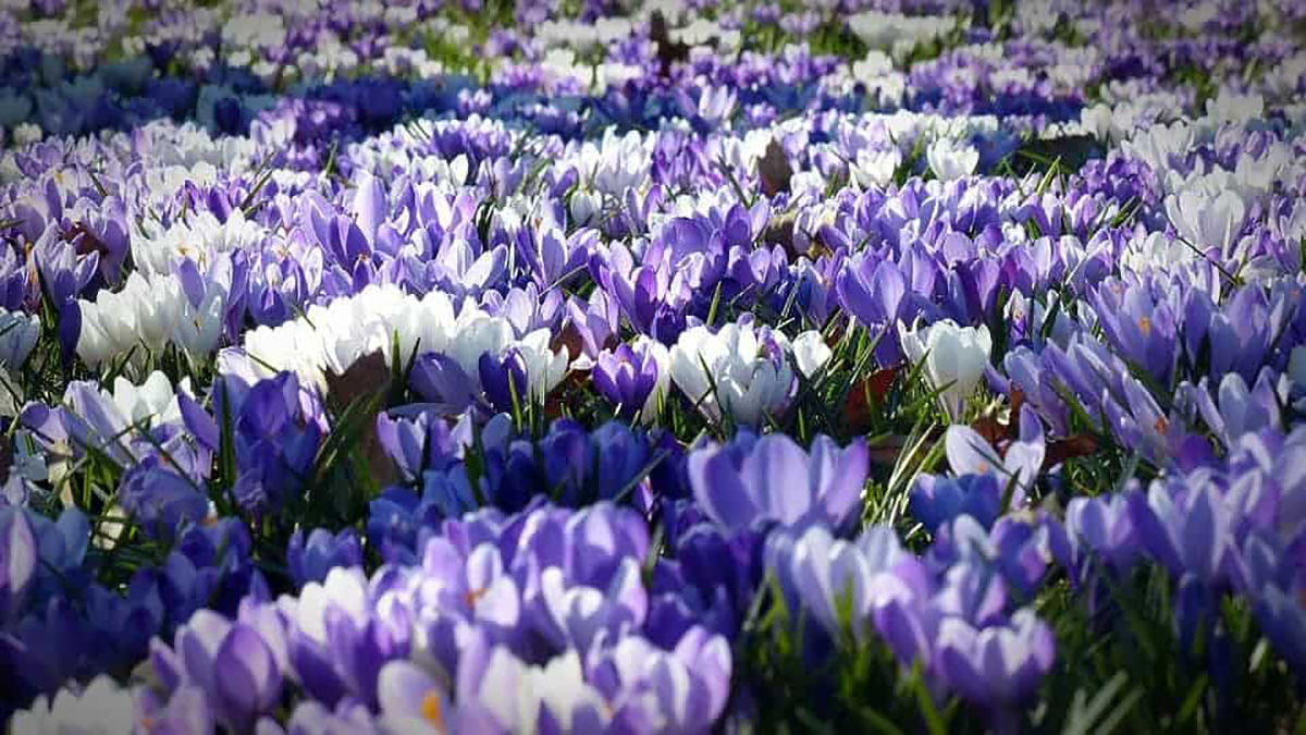 Crocus de printemps