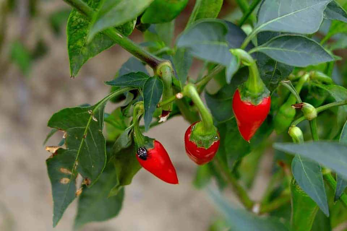Piment rouge