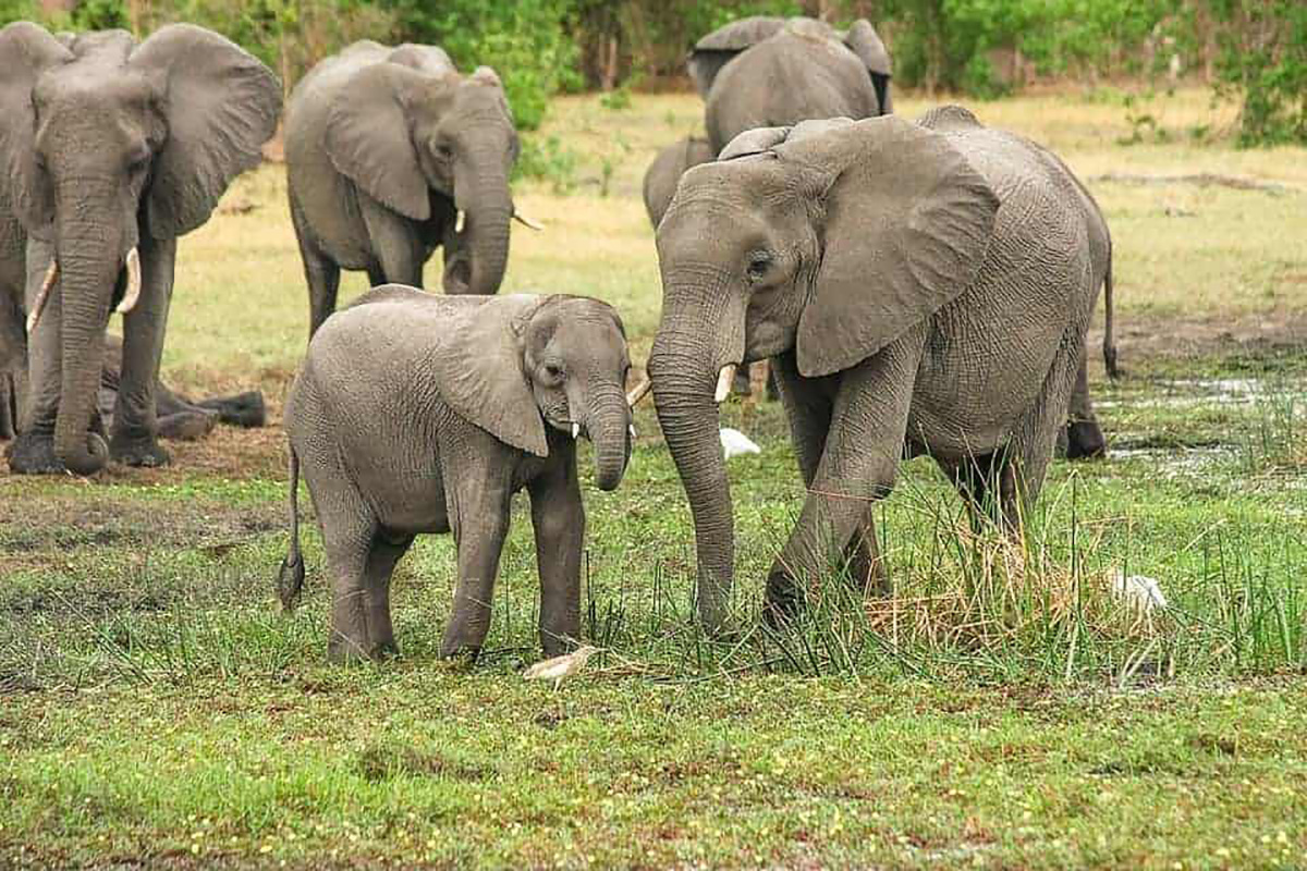 4 élephants