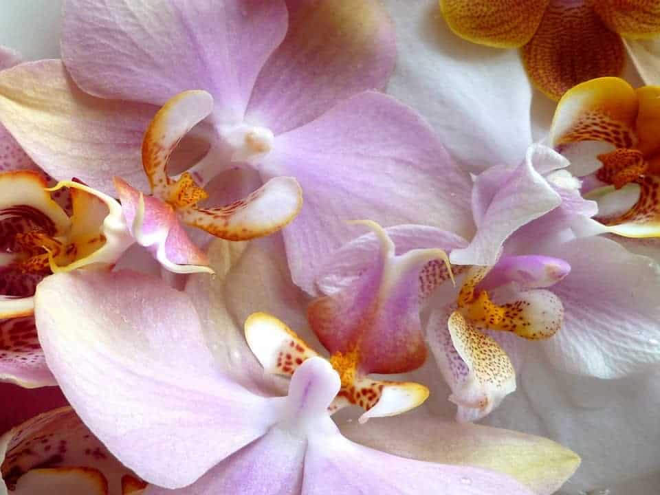 orchidées