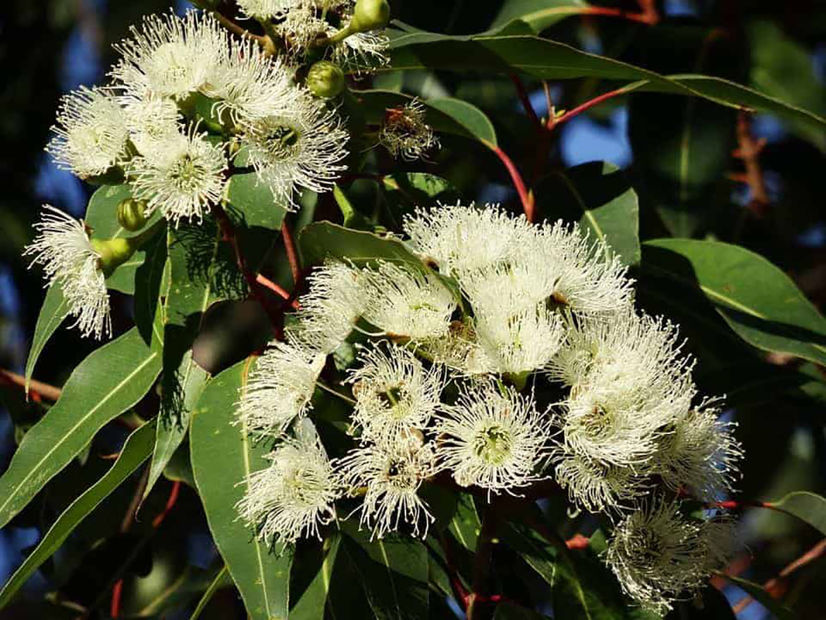 Eucalyptus, fleur