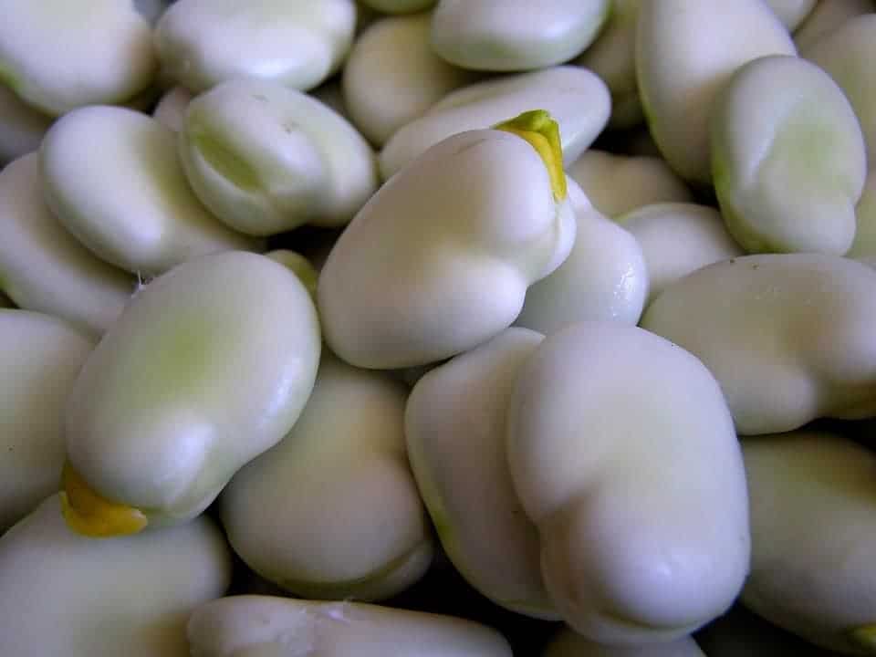Graines de fèves