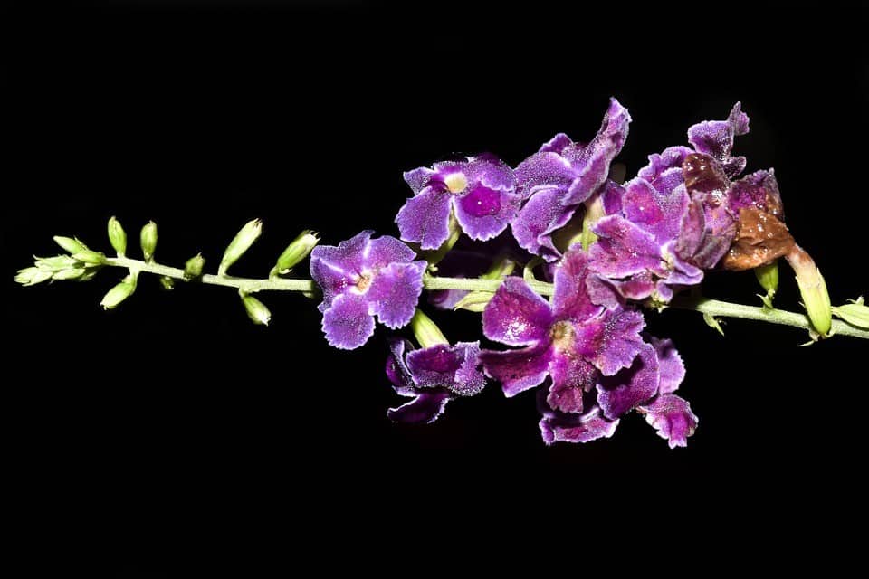 Fleur de gaïac.