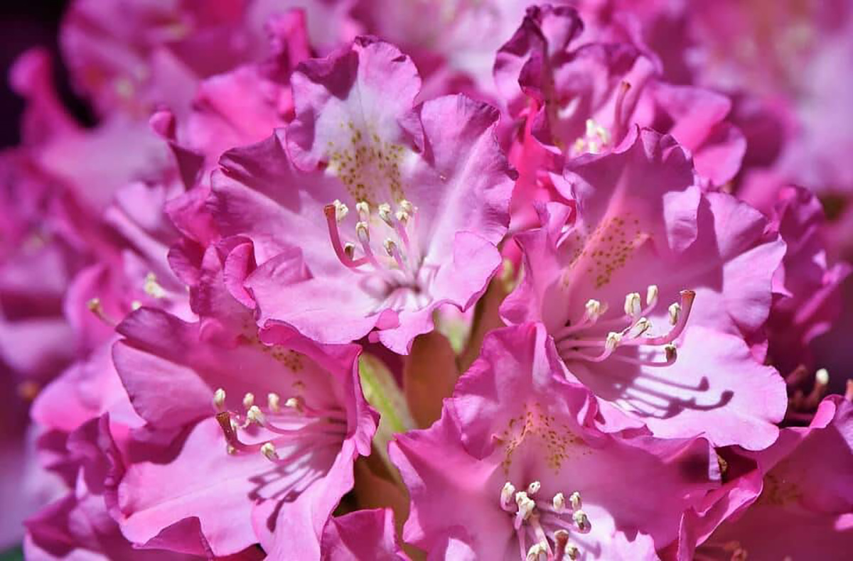 Rhododendrons rose
