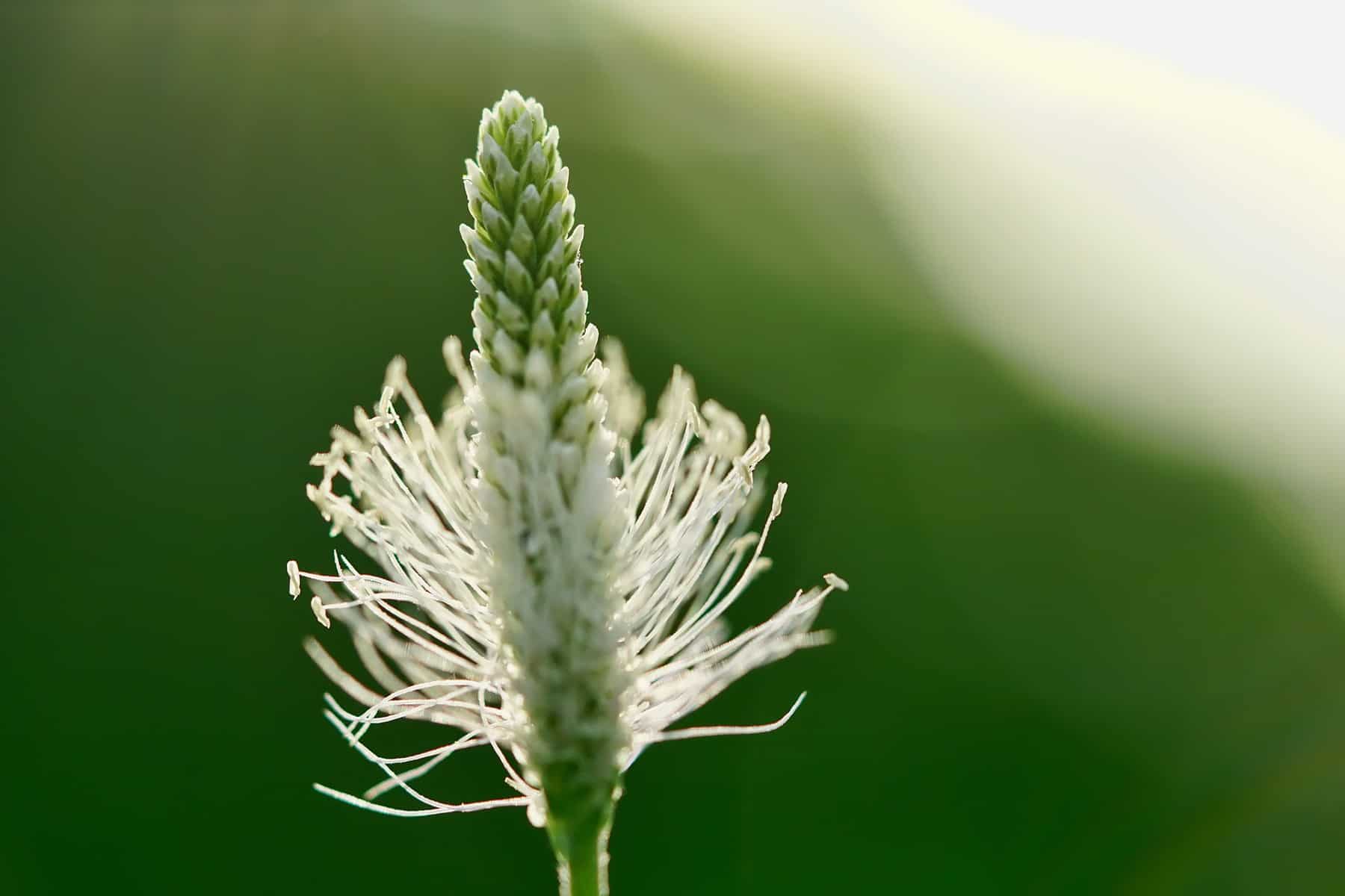 Le plantain.