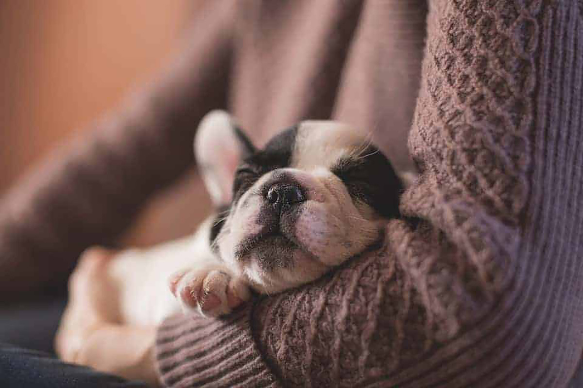 Chiot, bras