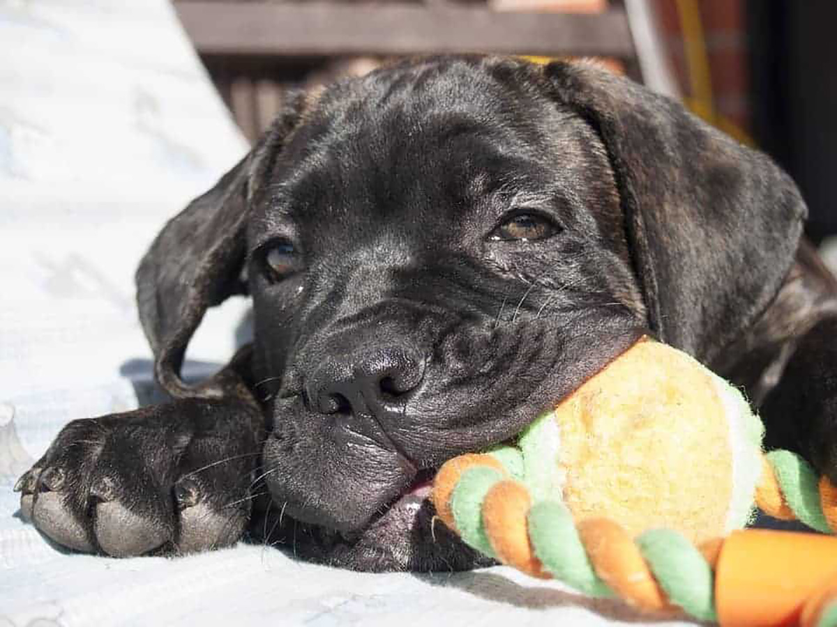 Chiot Cane Corso, jouet