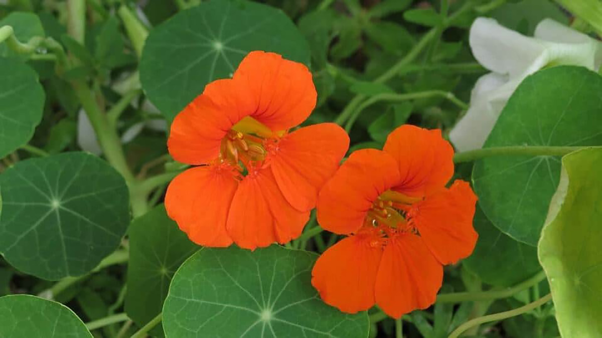 Capucine à fleurs orange