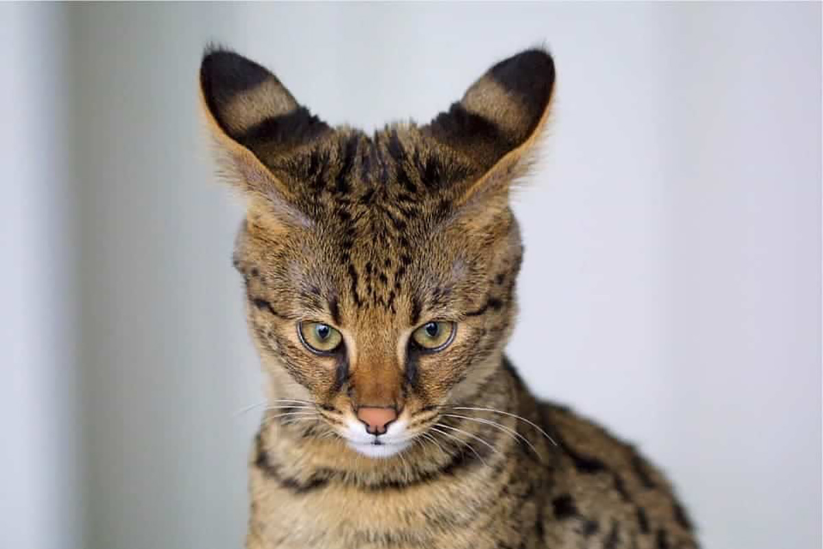 Chat Savannah