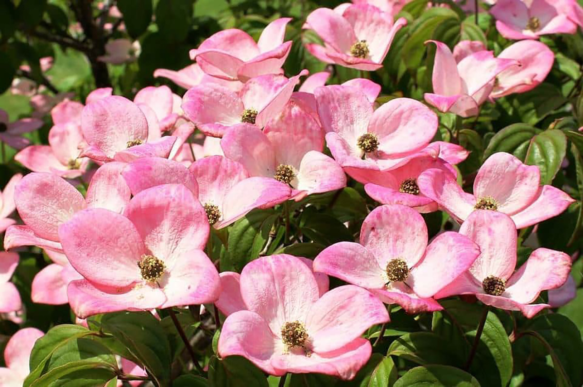 Cornouiller rose