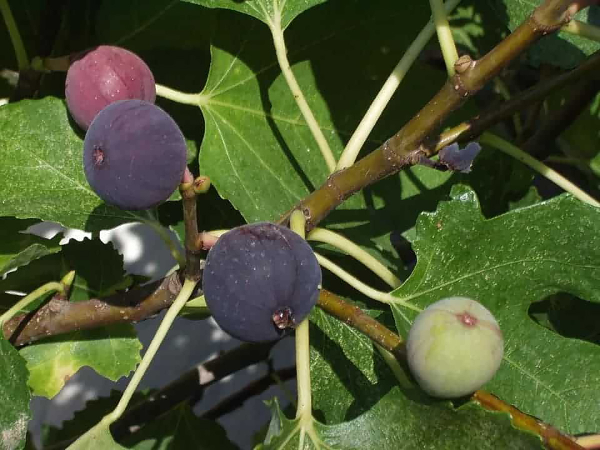 Figuier, fruit