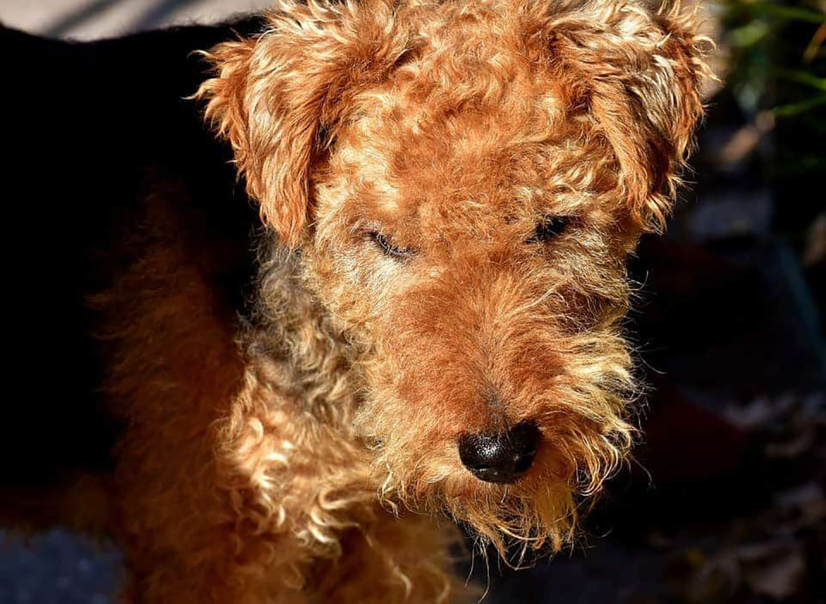 Fox terrier