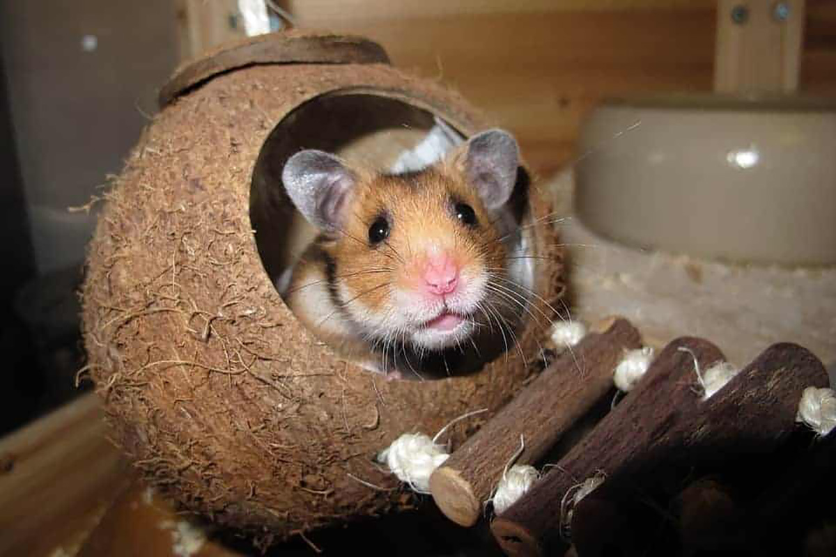 Hamster, noix de coco
