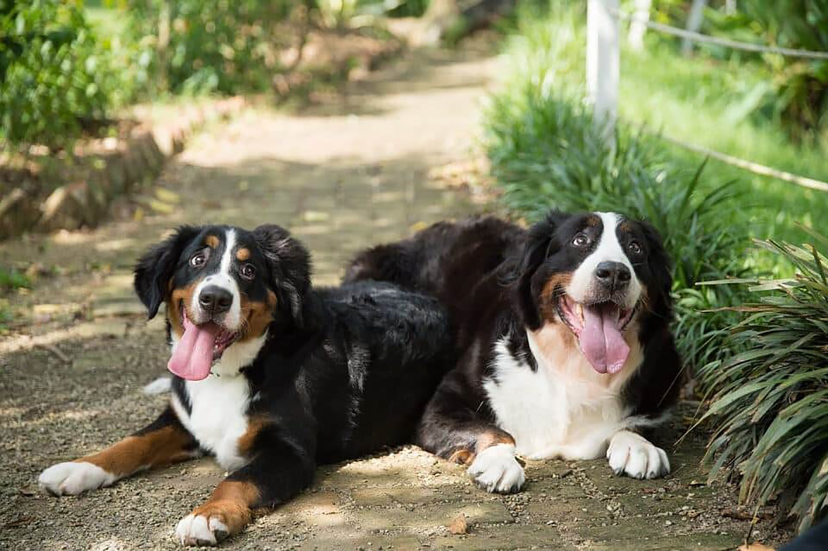 2 Bouvier bernois