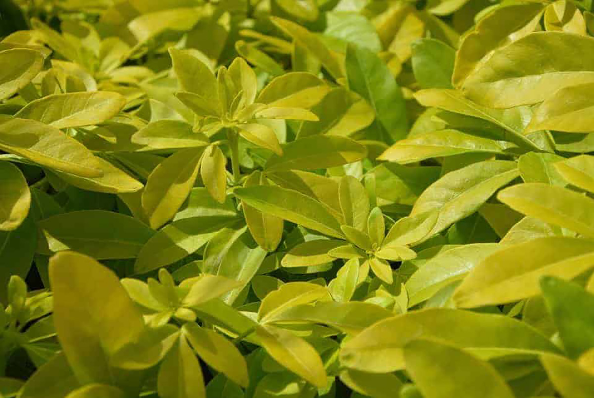 Pittosporum
