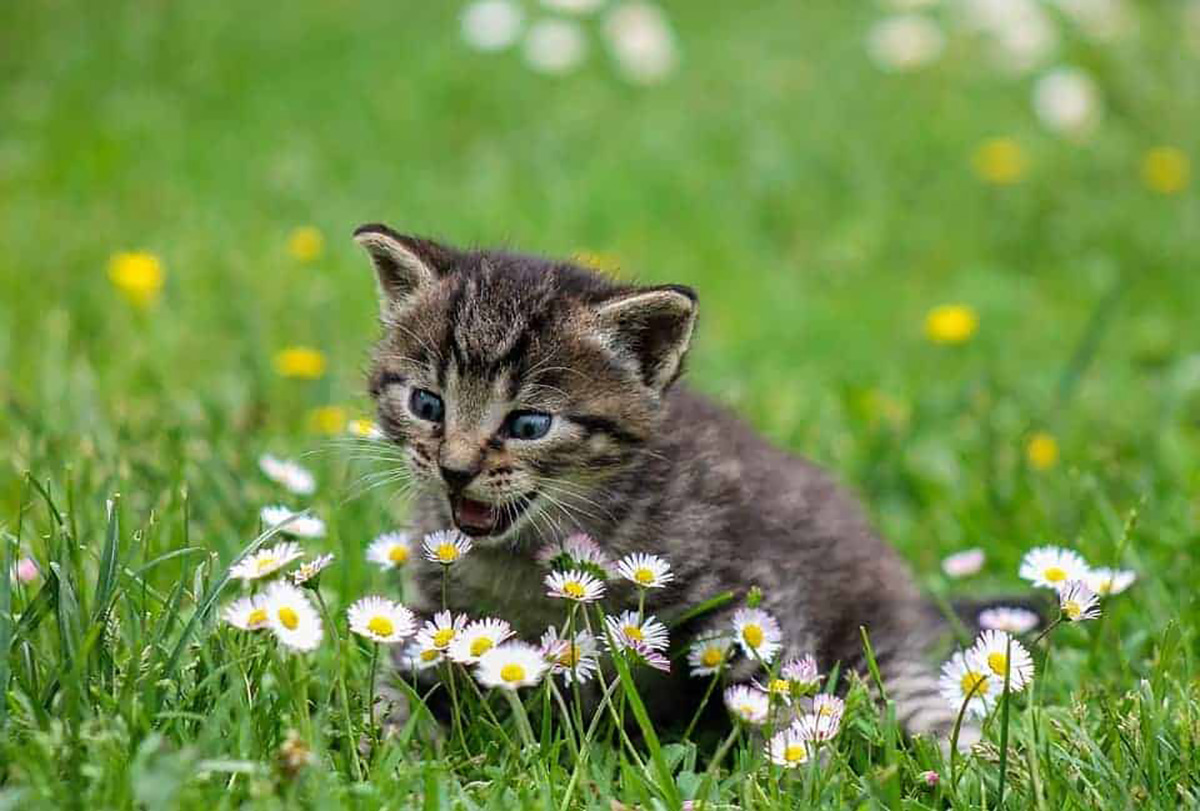 Chaton, fleurs