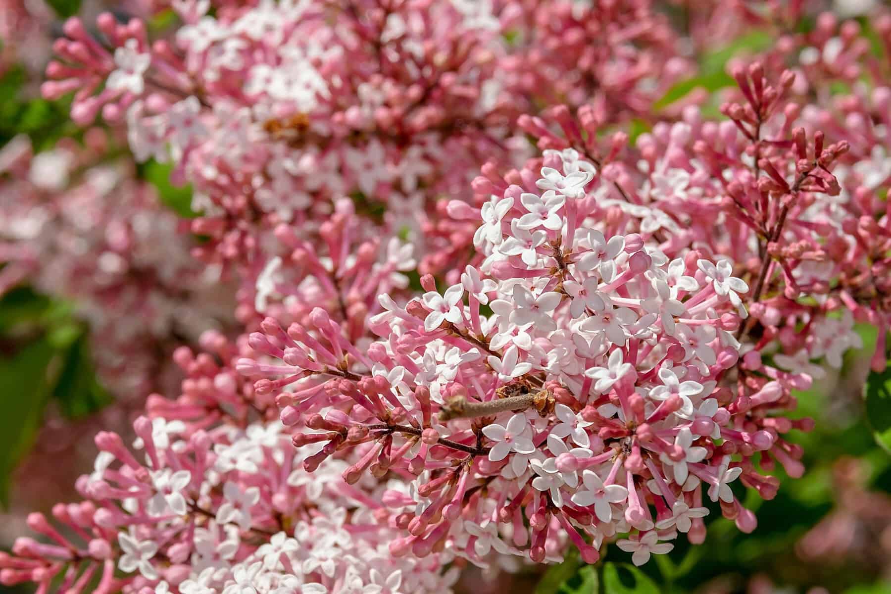 Fleur de lilas.