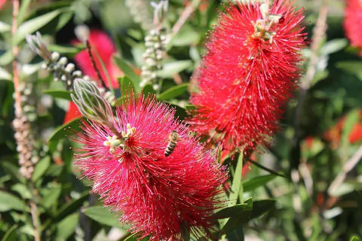 Albizia