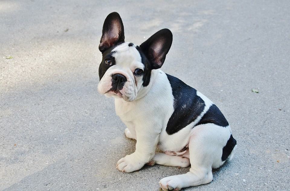Bouledogue français