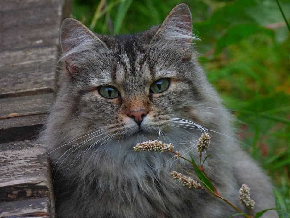 Chat Norvégien