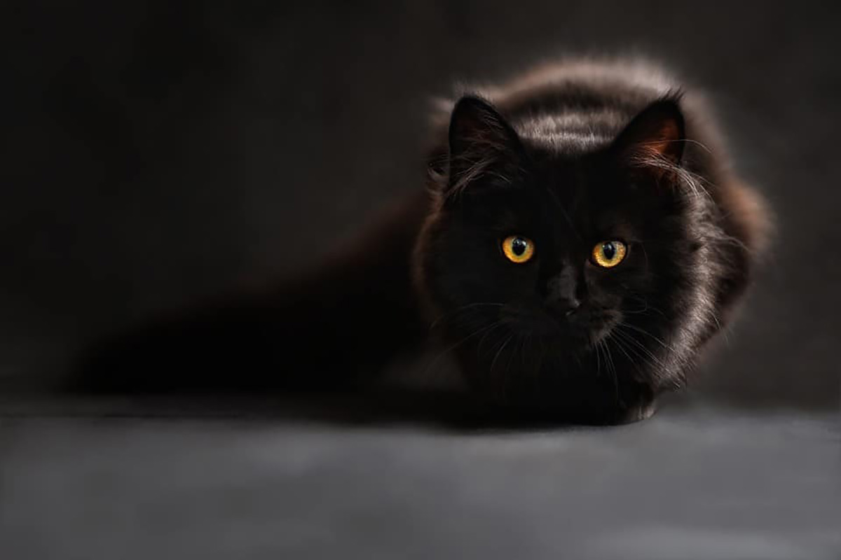 Chat noir