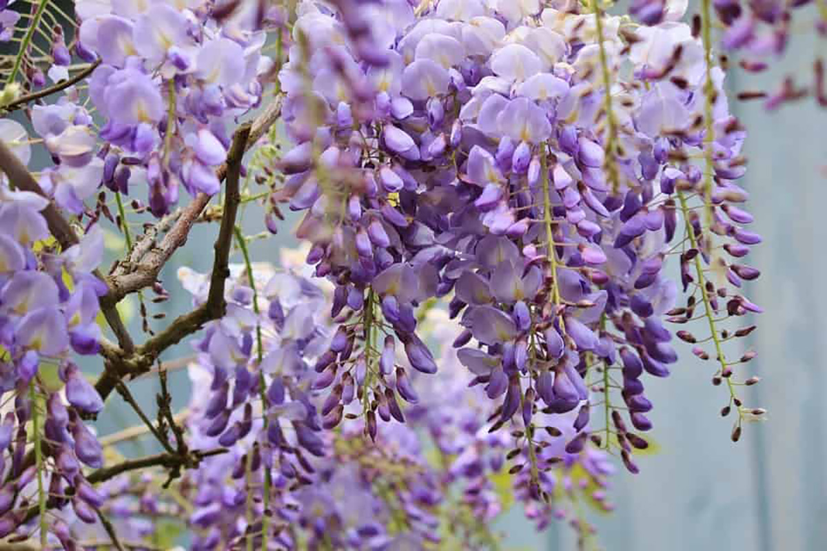 Glycine