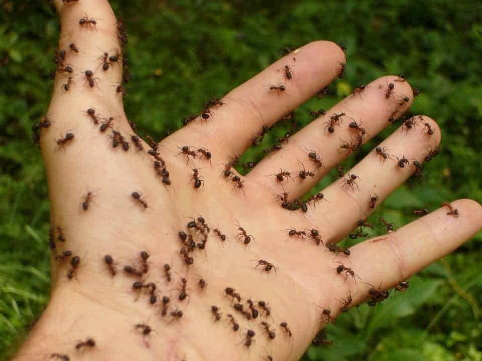 Main, fourmis