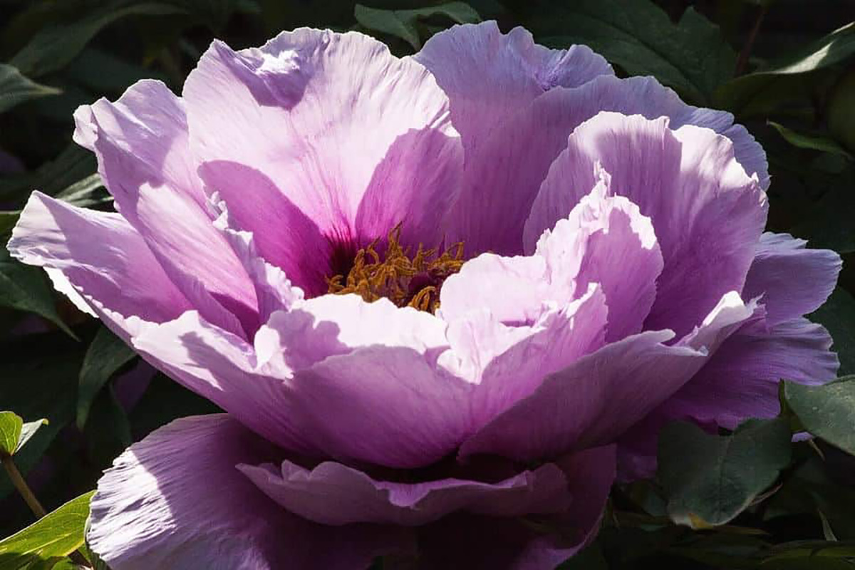 Fleur de pivoine