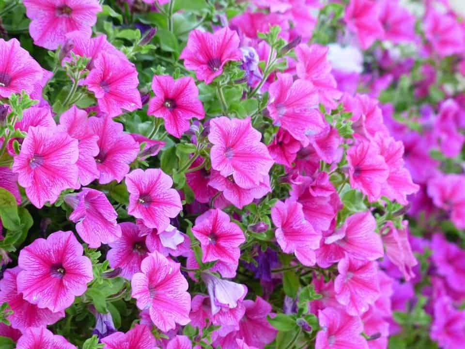 Pétunia rose