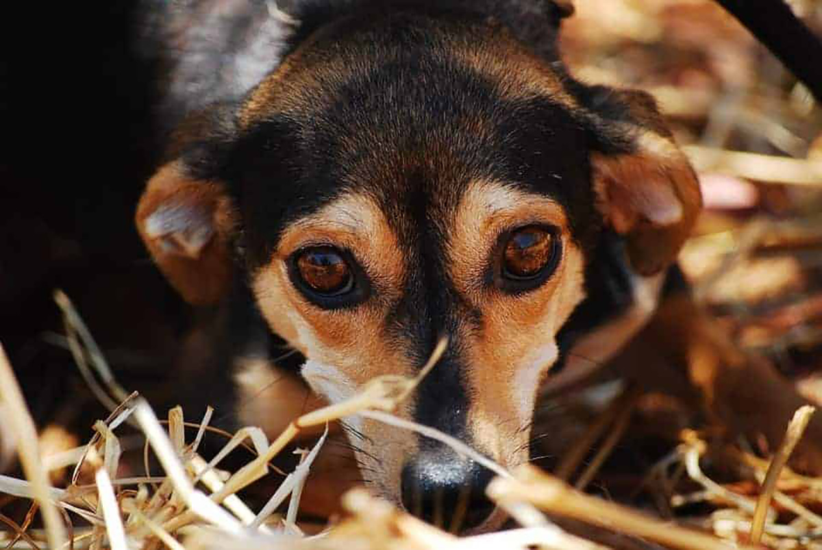 Chien