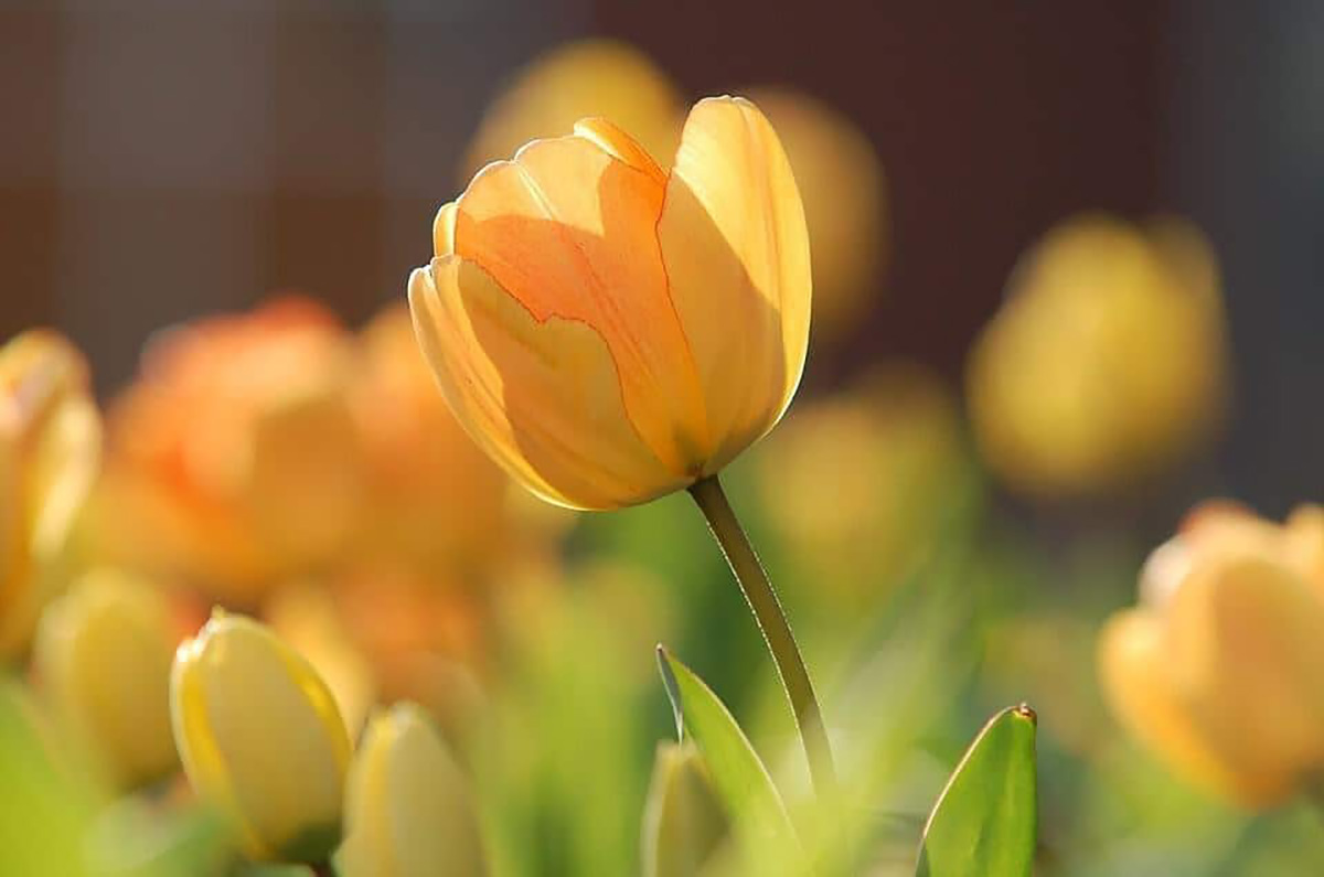 Tulipe jaune