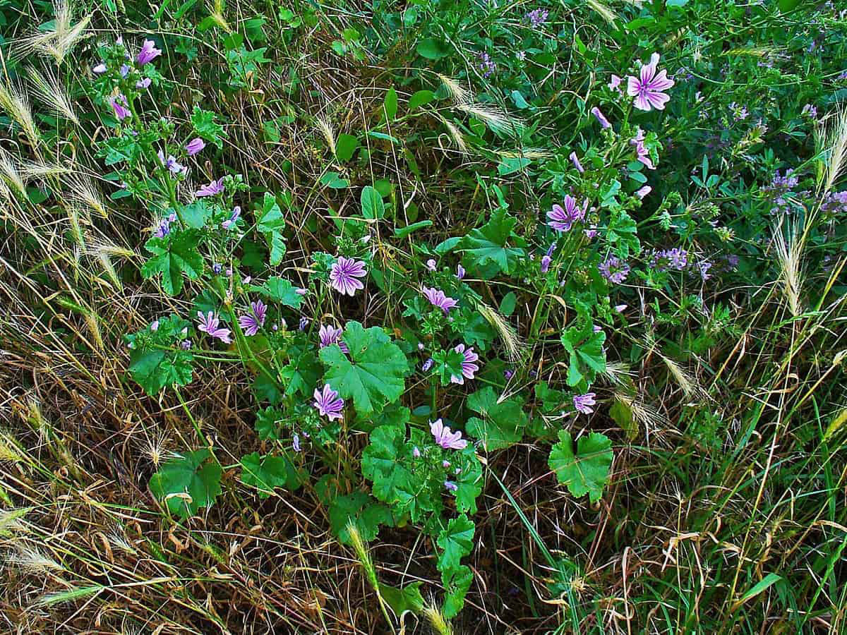 Fleurs de Mauve