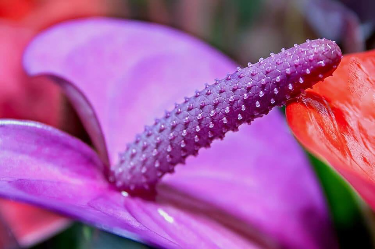 Anthurium pourpre