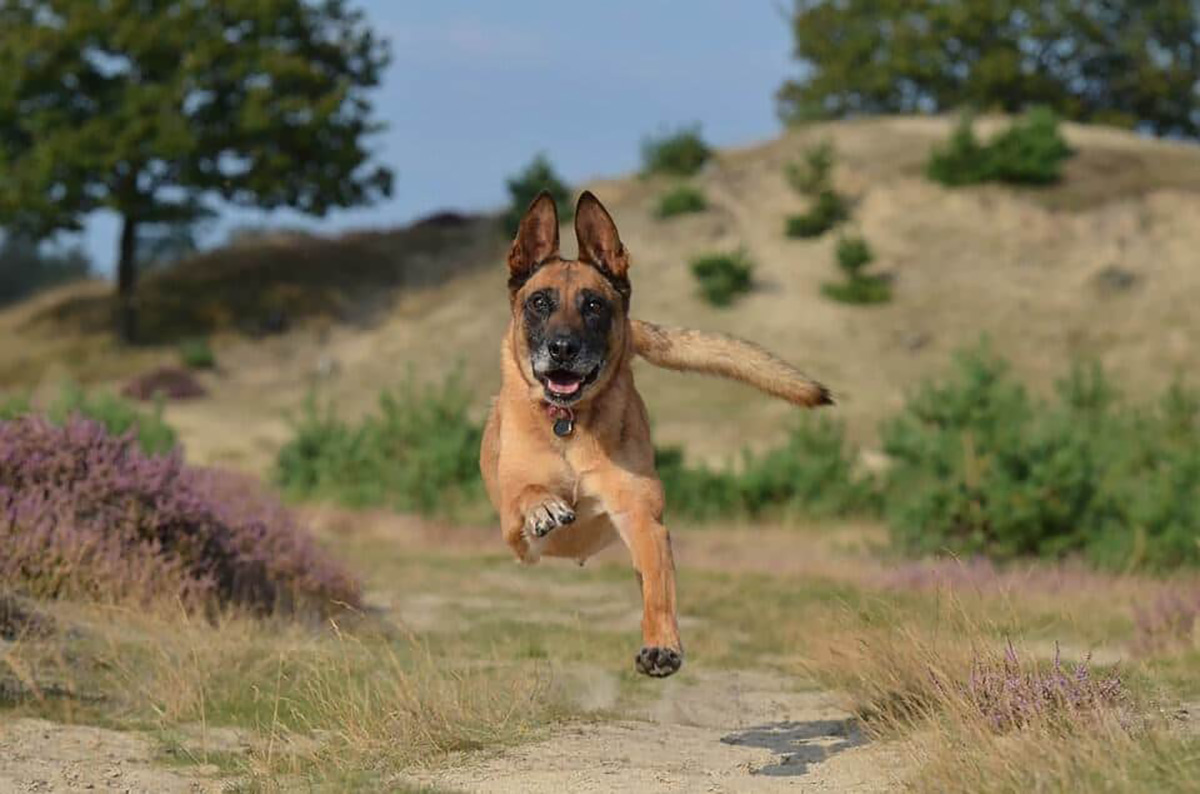 Malinois