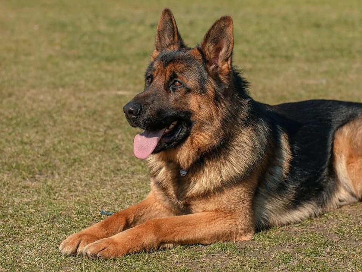 Berger allemand