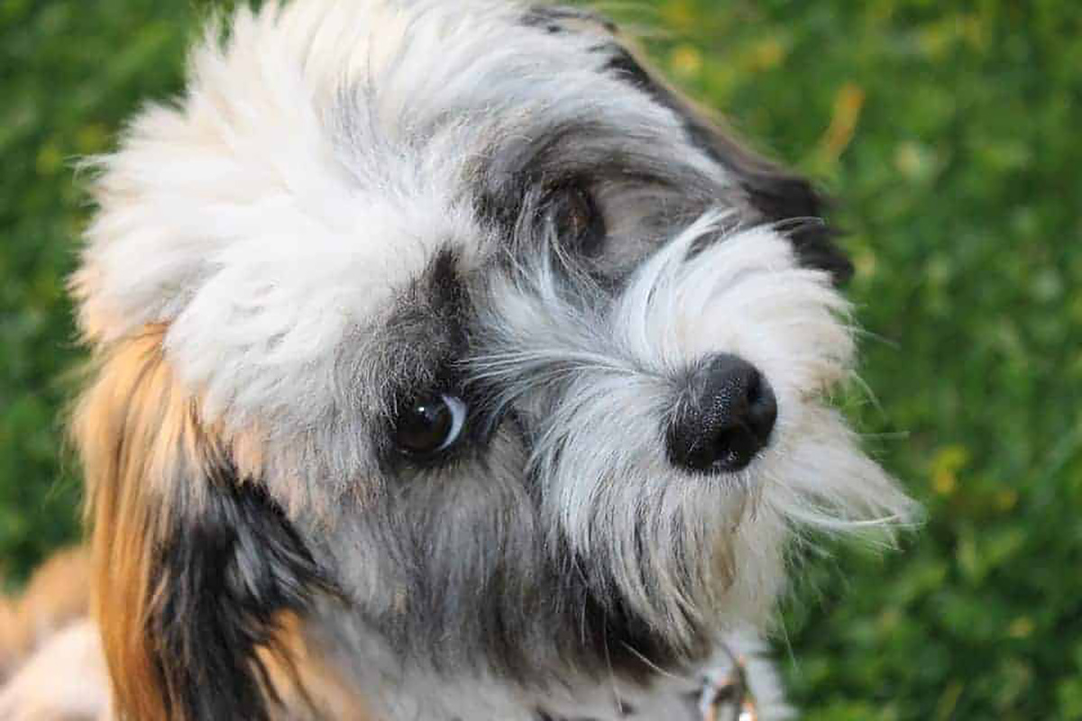 Bichon havanais