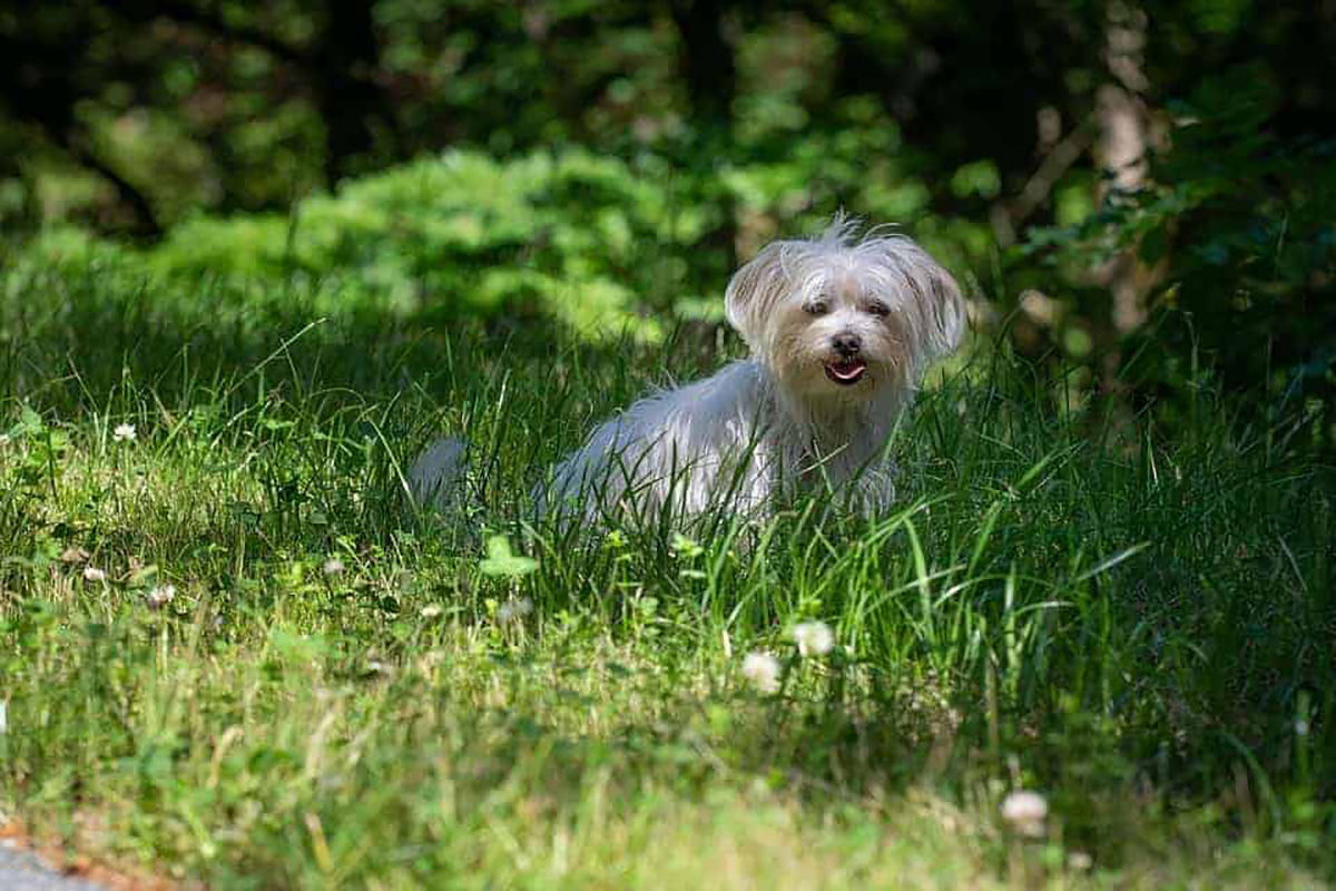 Bichon maltais