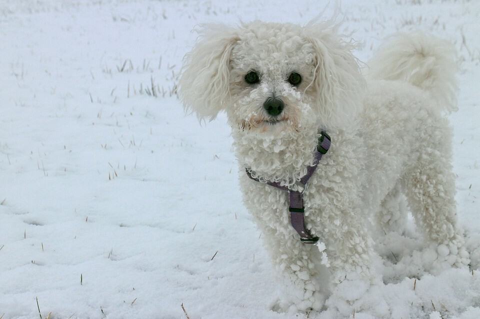 Bichon à poil frisé