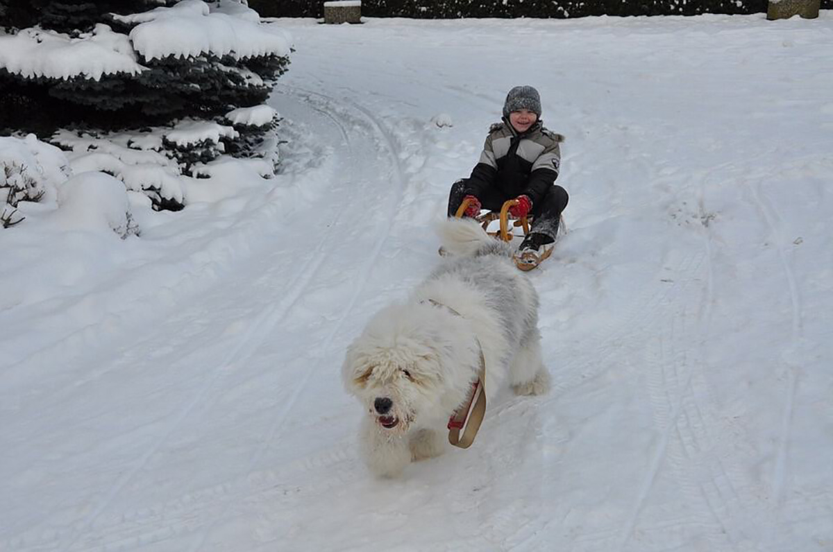 Bobtail, neige