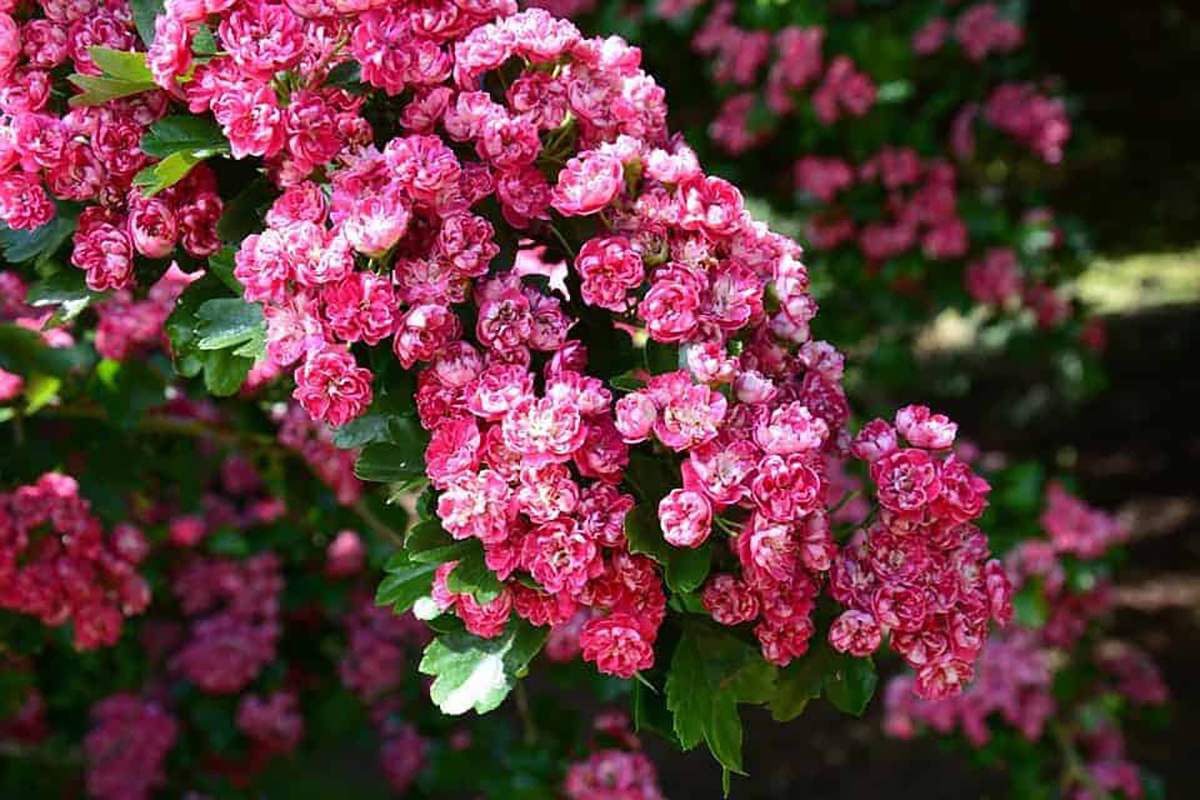 Des fleurs de cerisier.