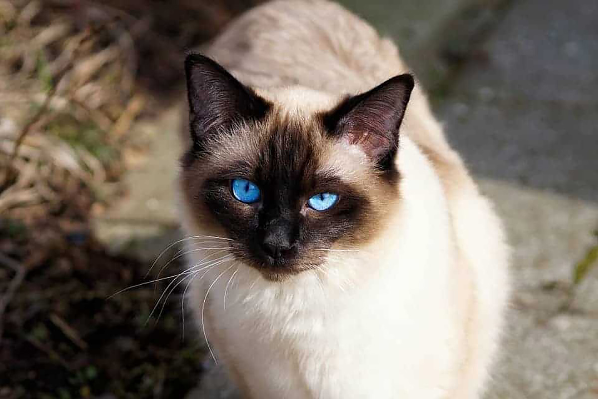 Chat siamois